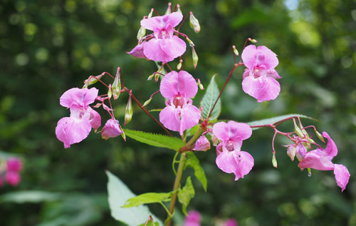 Himalayan balsam flowers and seeds. Photos: Norfolk Rivers Trust