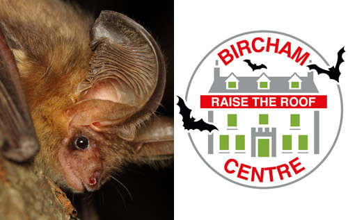A brown long-eared bat. Photo: Stock Adobe.com