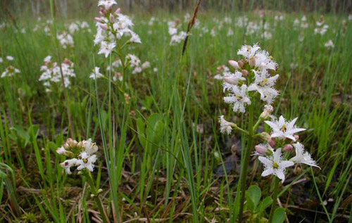 Bog bean (Menyanthes trifoliata) flowers on Whitwell Common. Photo: Richard Taylor