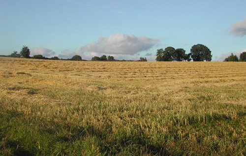 Part of the site off Broomhill Lane where 141 houses are proposed. Photo: Realistic Reepham