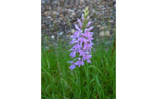 Common spotted orchid in Reepham churchyard
