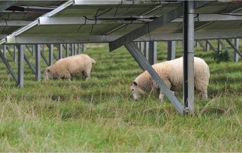 Photo: Debbie James/Albanwise Synergy