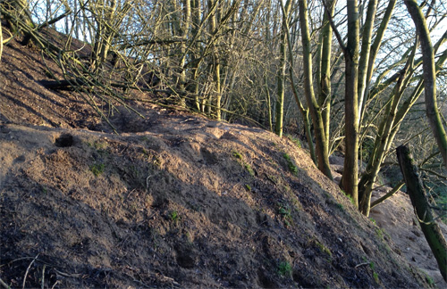 Part of the badger sett near Whitwell Station. Photo: Michael Pender-Cudlip