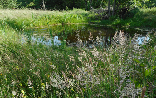 The pond is one of two that have been restored by the Whitwell Common Trust since the last open day. Photos: Richard Taylor