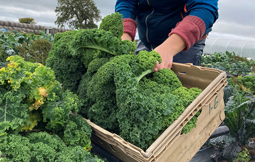 Photos: Eves Hill Veg Co