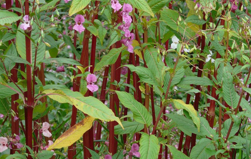 Himalayan balsam. Photo: Norfolk Rivers Trust/NNNSI