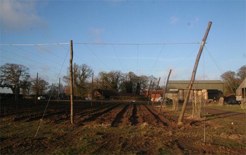 The hop garden at Salle Moor Farm after the traditional wirework trellis system was constructed in January