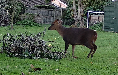 Trail camera images of the Reeves' muntjac. Leaves from an apple tree work as camera bait. Photo: Scott Greeves